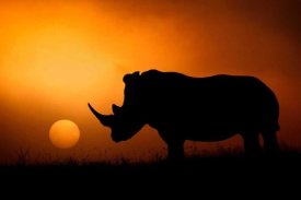 Mario Moreno - Rhino Sunrise