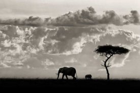 Mario Moreno - Silhouettes Of Mara