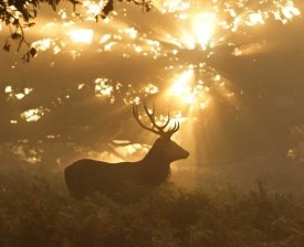Greg Morgan - Ghost Of The Forest