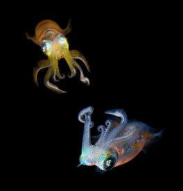 Andrey Narchuk - Sea Jewels