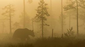 Svein Ove Linde - Morning Fog