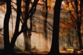 Jan Paul Kraaij - Autumn Light