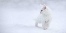 Esmee Prexus - White As Snow