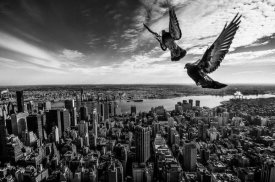 Sergiosousa - Pigeons On The Empire State Building