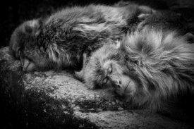 Akihiro Shibata - Sleeping