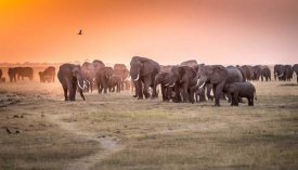 Jeffrey C. Sink - Amboseli Morning Stroll To Starbucks