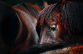 Martin Stantchev - Sleep Huddle