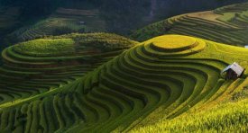 Jakkree Thampitakkull - Gold Rice Terrace In Mu Cang Chai,Vietnam.