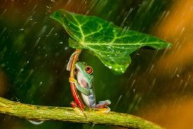 Kutub Uddin - Ohh Noo - Its Raining