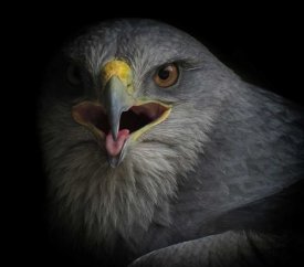 Ferdinando Valverde - War Cry