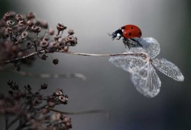 Ellen Van Deelen - Ladybird On Hydrangea.