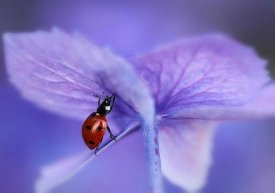 Ellen Van Deelen - Ladybird On Purple Hydrangea