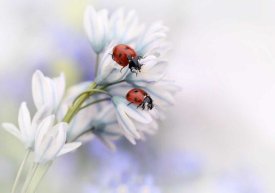 Ellen Van Deelen - Ladybirds
