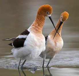 Verdon - Love Crossing