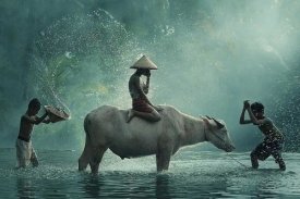 Vichaya - Water Buffalo