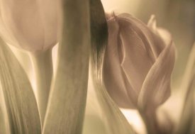 Allan Wallberg - Tulips