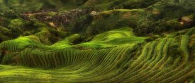 Max Witjes - Waves Of Rice - The DragonS Backbone