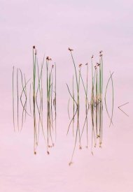 Yan Zhang - Reflection Of Serenity