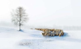 Hua Zhu - In Snow