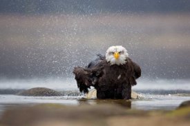 Milan Zygmunt - Bald Eagle