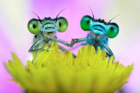 Ghizzi Panizza Alberto - Take my hand