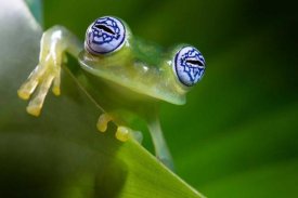 Ghizzi Panizza Alberto - Im a bit shy