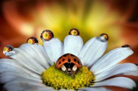 Ghizzi Panizza Alberto - The vanity of the ladybug