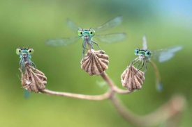 Ghizzi Panizza Alberto - Almost ready for the flight