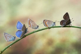 Ghizzi Panizza Alberto - Line-up for take off
