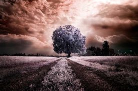 Ghizzi Panizza Alberto - The path to the old tree