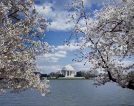 Carol Highsmith - Jefferson Memorial with cherry blossoms, Washington, D.C.