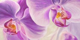 Cynthia Ann - Purple Orchids