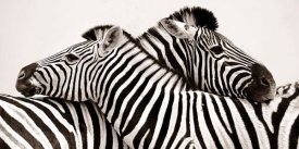 Anonymous - Zebras in love