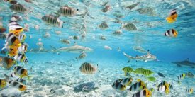 Pangea Images - Fish and sharks in Bora Bora lagoon