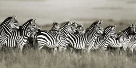 Frank Krahmer - Grant's zebra, Masai Mara, Kenya