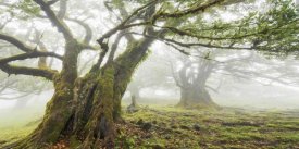 Frank Krahmer - Laurel forest in fog, Madeira, Portugal