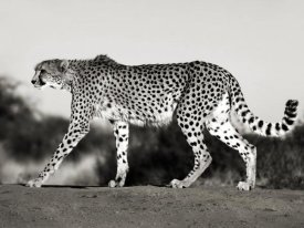 Frank Krahmer - Cheetah, Namibia, Africa