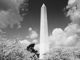 Carol Highsmith - Washington Monument and cherry trees, Washington, D.C. - Black and White Variant