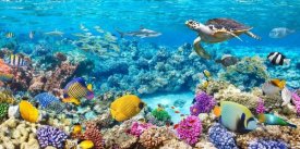 Pangea Images - Sea Turtle and fish, Maldivian Coral Reef