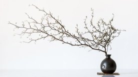 Prbimages - Vase And Branch