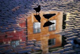 Allan Wallberg - Pigeons