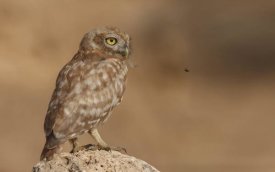 Assaf Gavra - Owl Vs Bee