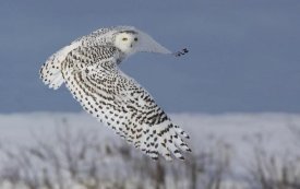 Mircea Costina - Snowy Owl