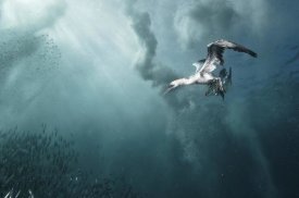 Alexander Safonov - Plunge Diver