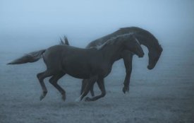 Allan Wallberg - Horses In The Fog