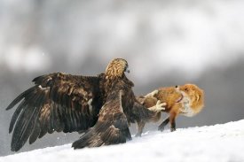 Yves Adams - Golden Eagle And Red Fox