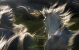Milan Malovrh - Esata Equina