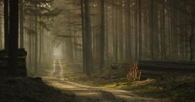 Jan Paul Kraaij - A Forest Walk