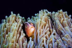Barathieu Gabriel - Clownfish