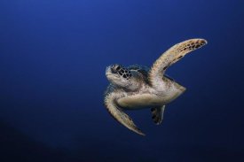 Barathieu Gabriel - Green Turtle